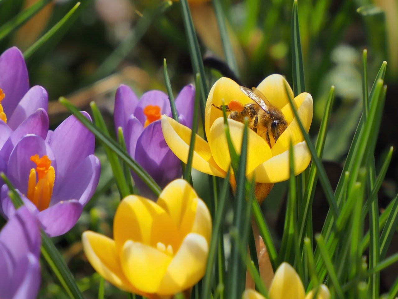 crocuses, flowers, plant-8592536.jpg